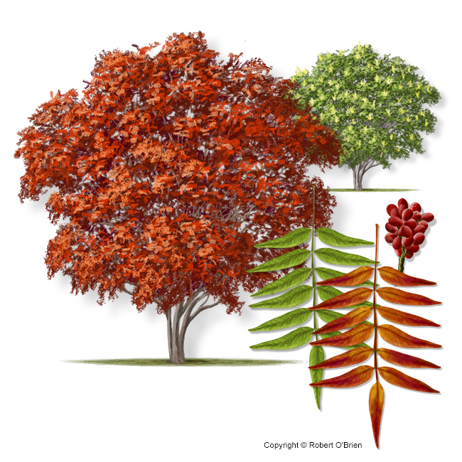 Prairie Flameleaf Sumac